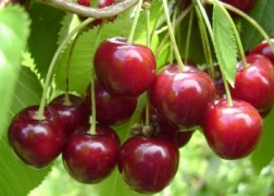 Prunus avium Katalin / Katalin cseresznye